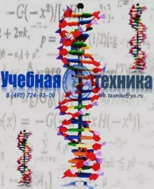 ДНК (DNK)