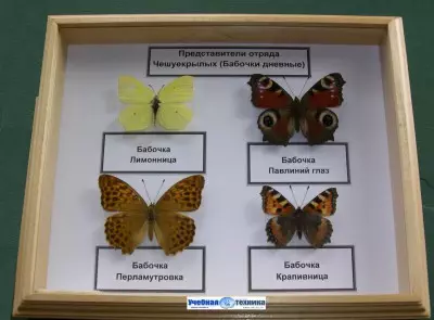 бабочки, жуки, школа, биология